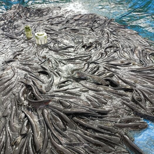 安龙县成品大口鲶鱼