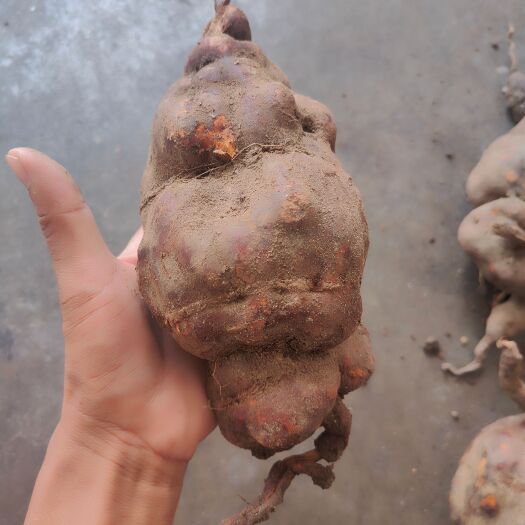 思茅云南普洱大山里的何首乌_鲜货