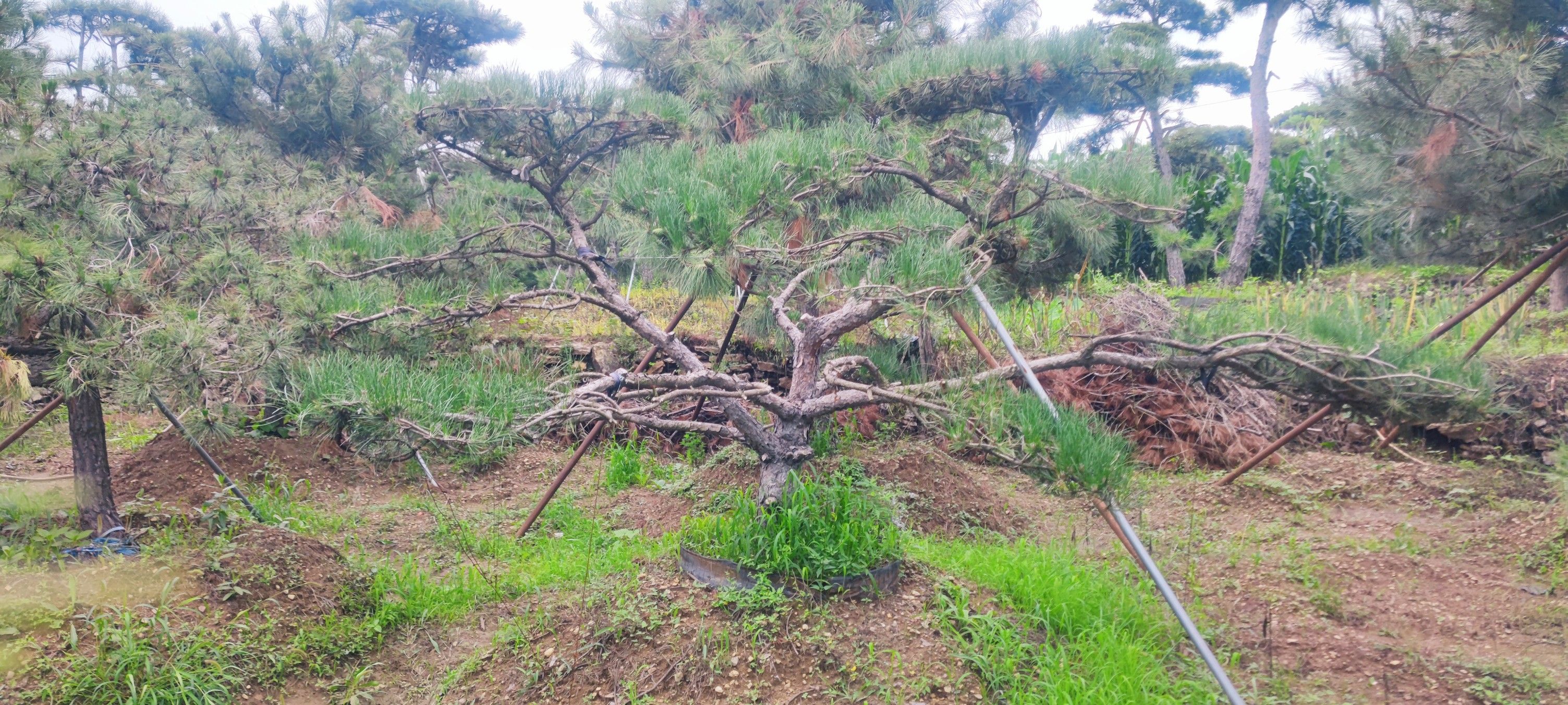 造型松树处理，各种规格，应有尽有，价格合适，可议价。