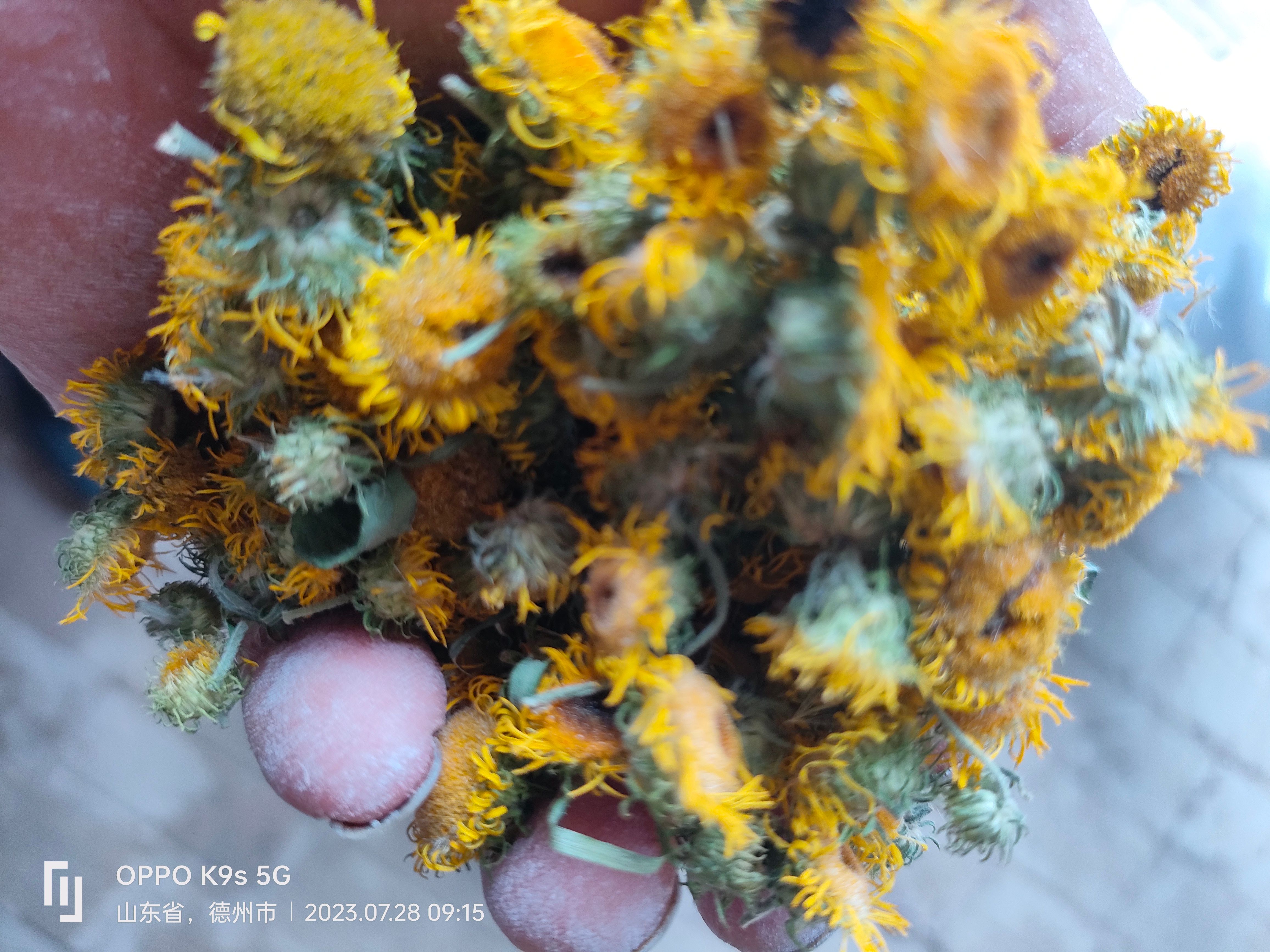 乐陵市旋覆花，小黄花，六月菊。农户采摘，产地直销