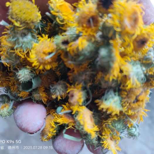 乐陵市旋覆花，小黄花，六月菊。农户采摘，产地直销