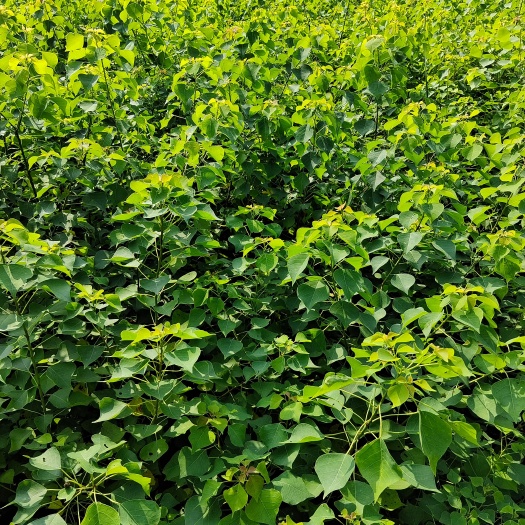 九江乌桕，乌桕小苗地径0.5一2公分有现货供应！欢迎来电咨询