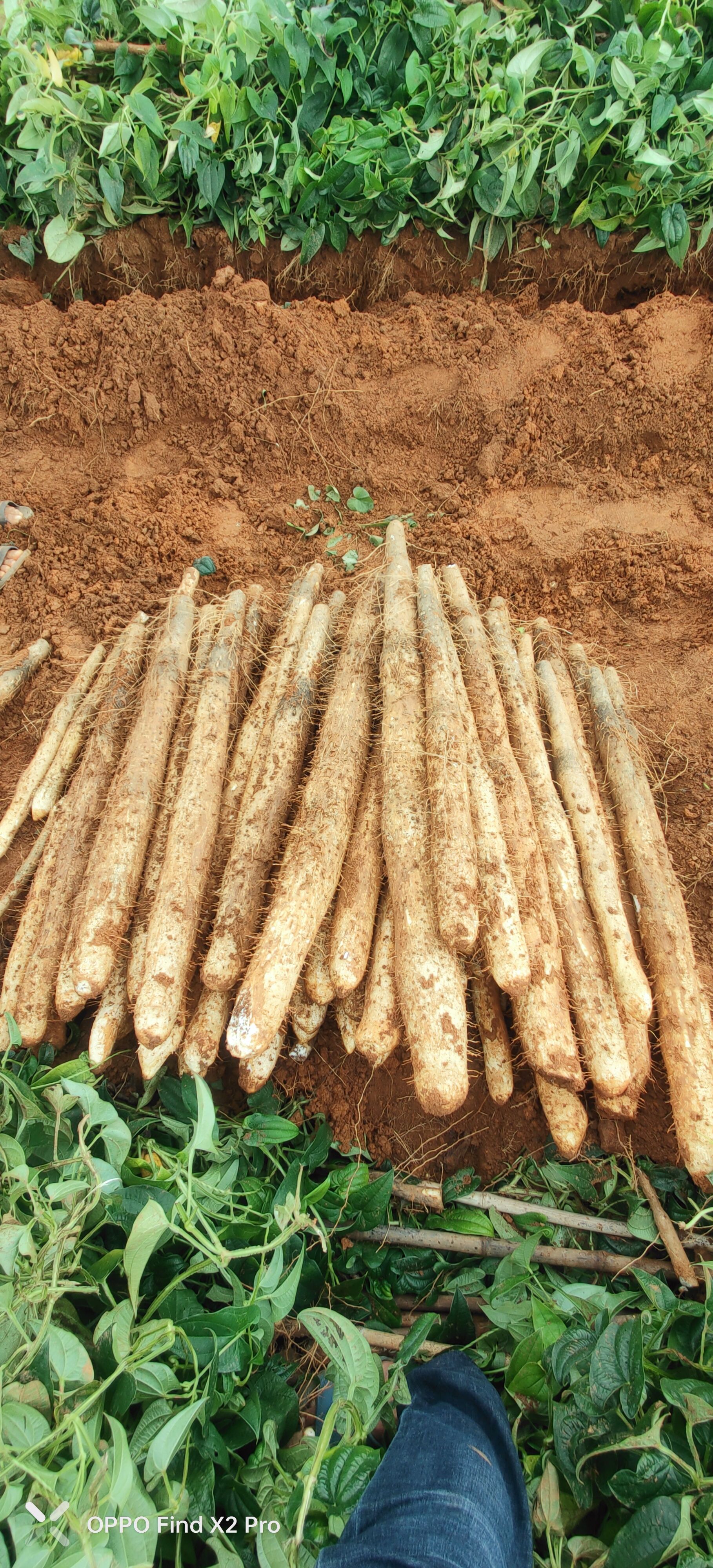 白鬼淮山大量现货欢迎采购