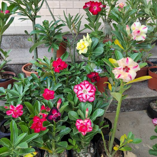 漳州原生重瓣沙漠玫瑰特殊花色原盆土发货花色随机花色多多