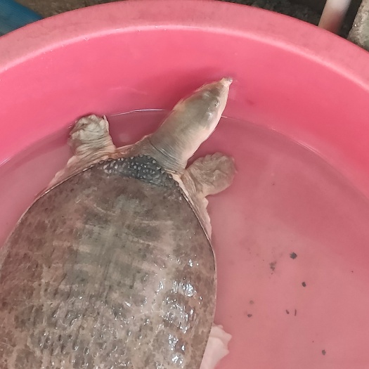 南宁珍珠鳖