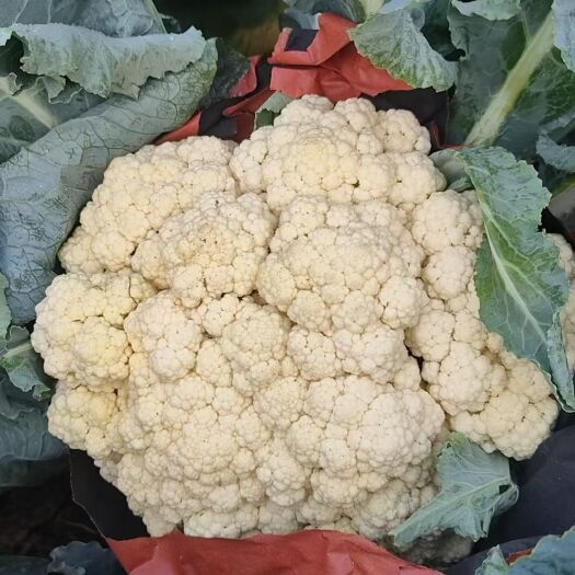 菜花菜 青梗花菜大量上市，需要的联系我