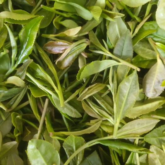 日照真正的日照绿茶秋茶～白露茶