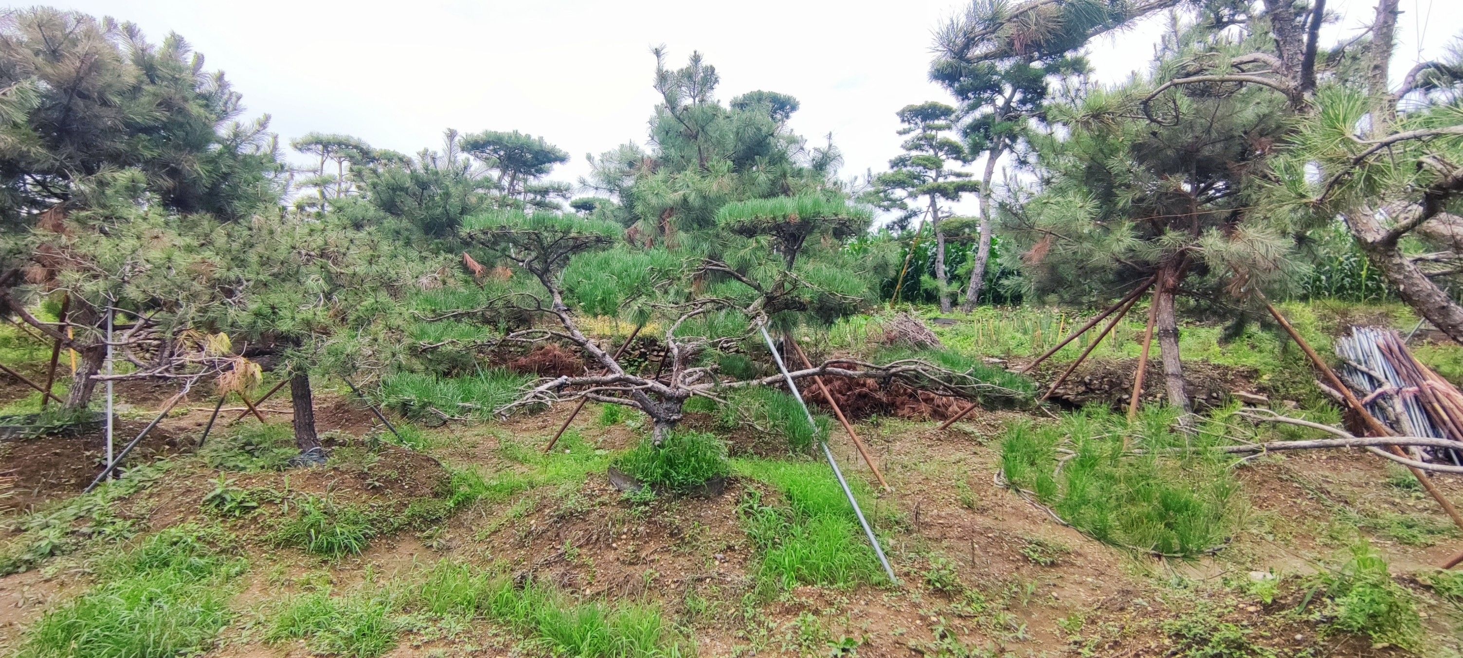 造型松树处理，各种规格，应有尽有，价格合适，可议价。