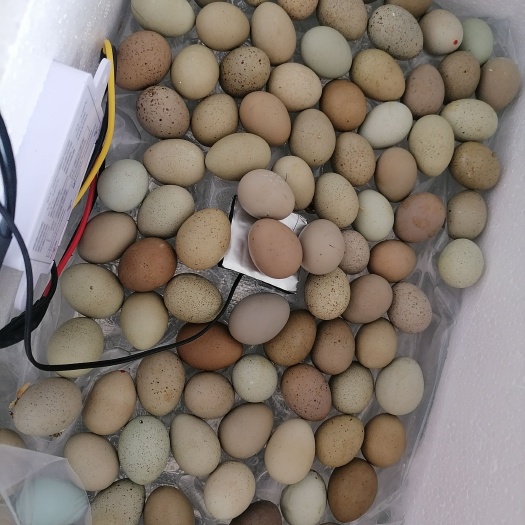 武汉芦丁鸡蛋种蛋