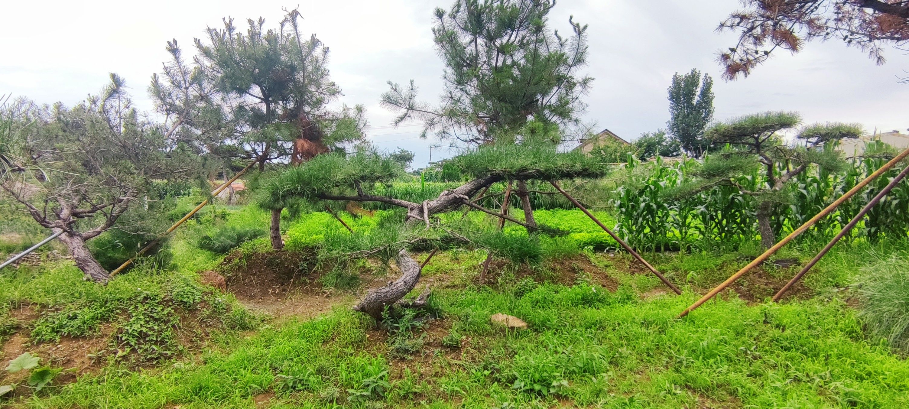 造型松树处理，各种规格，应有尽有，价格合适，可议价。