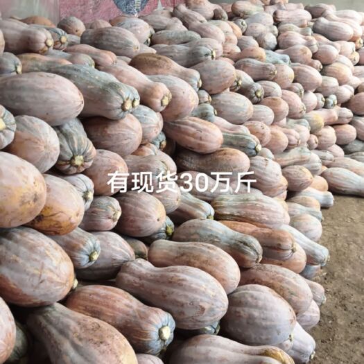 黔西市蜜本南瓜