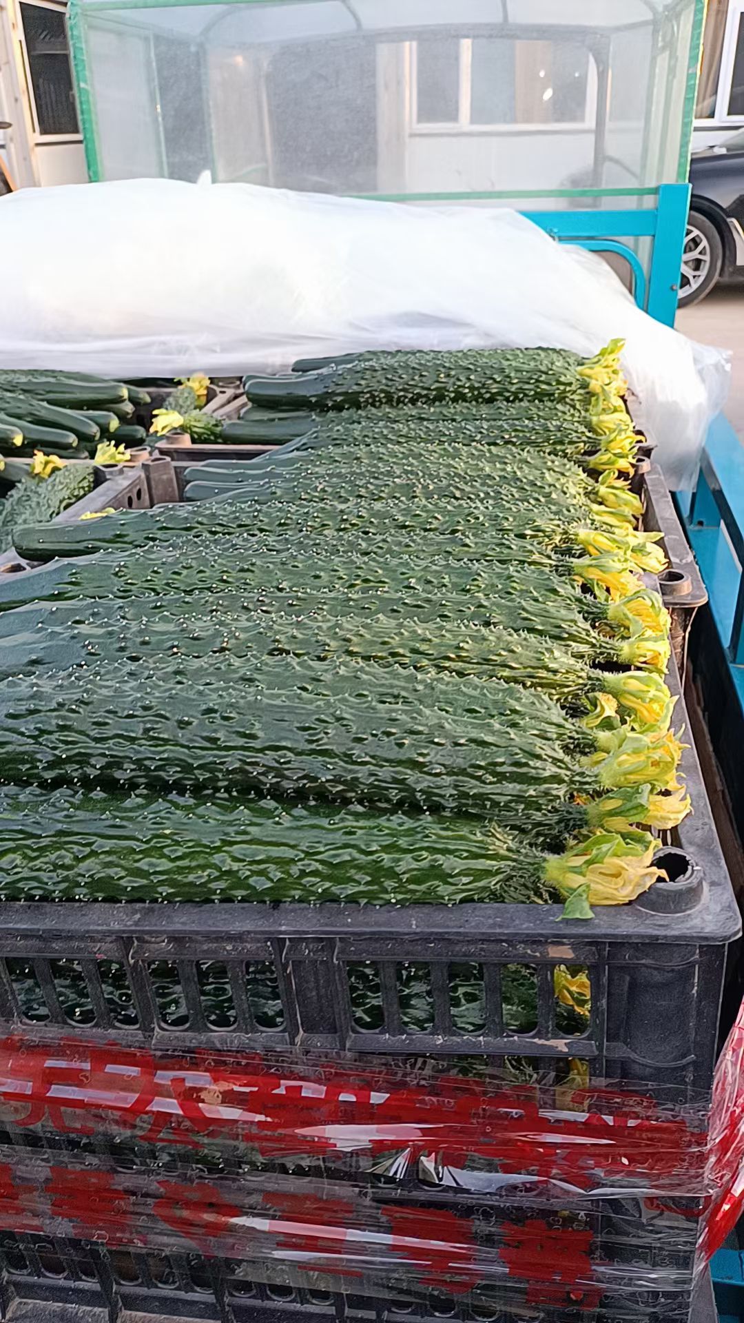 黄瓜大量