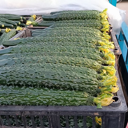 黄瓜大量