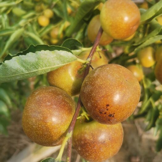 大荔县冬枣/大荔/新客户爱选