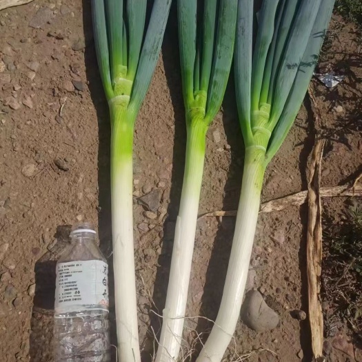 翁牛特旗钢葱