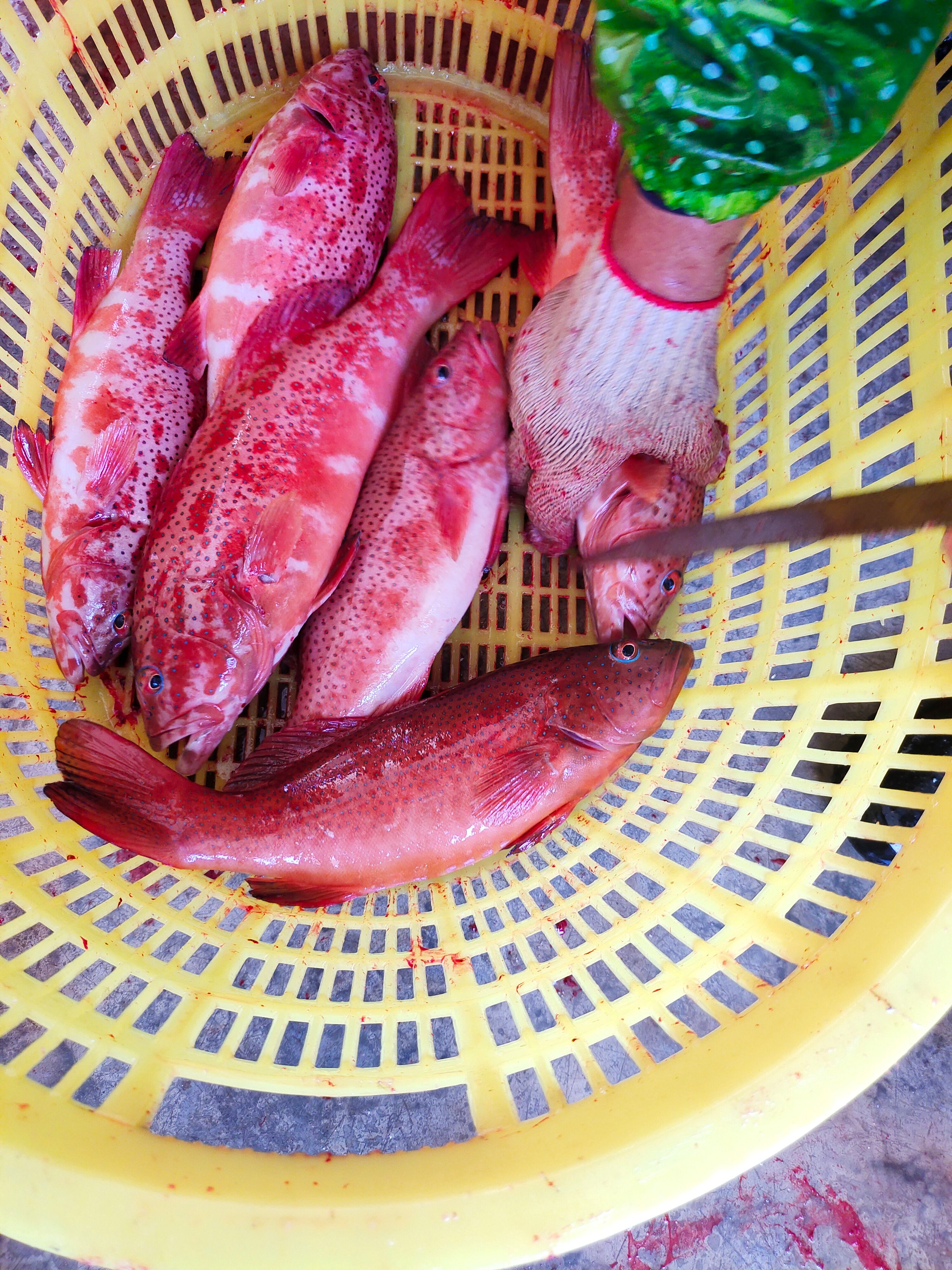 活杀两去A级东星斑