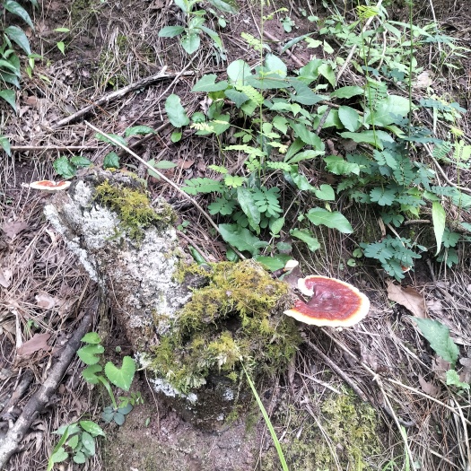 奉节灵芝桩，桑黄桩