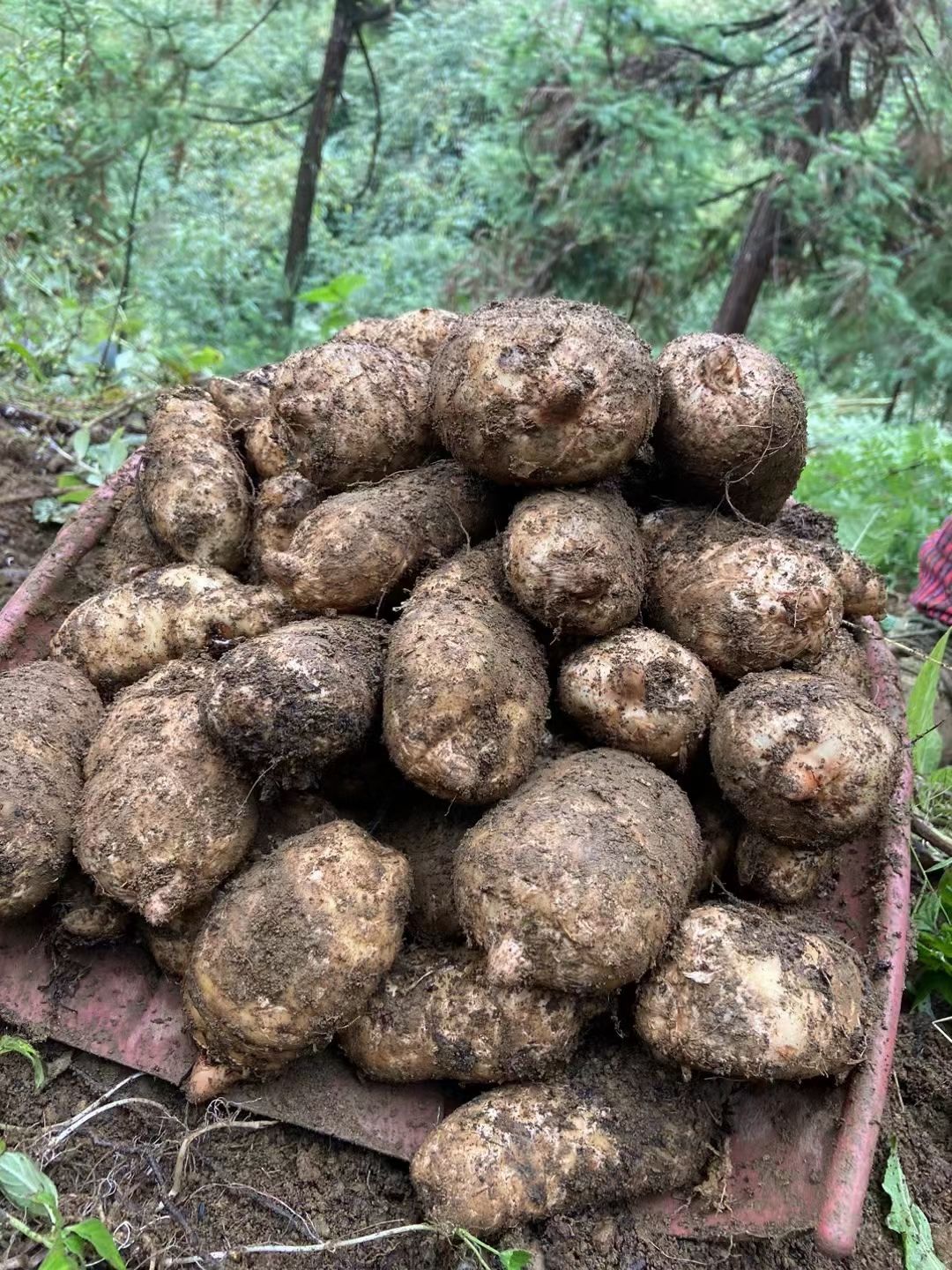 云南天麻，新鲜天麻，产地新鲜现挖，林下种植，足年采挖，