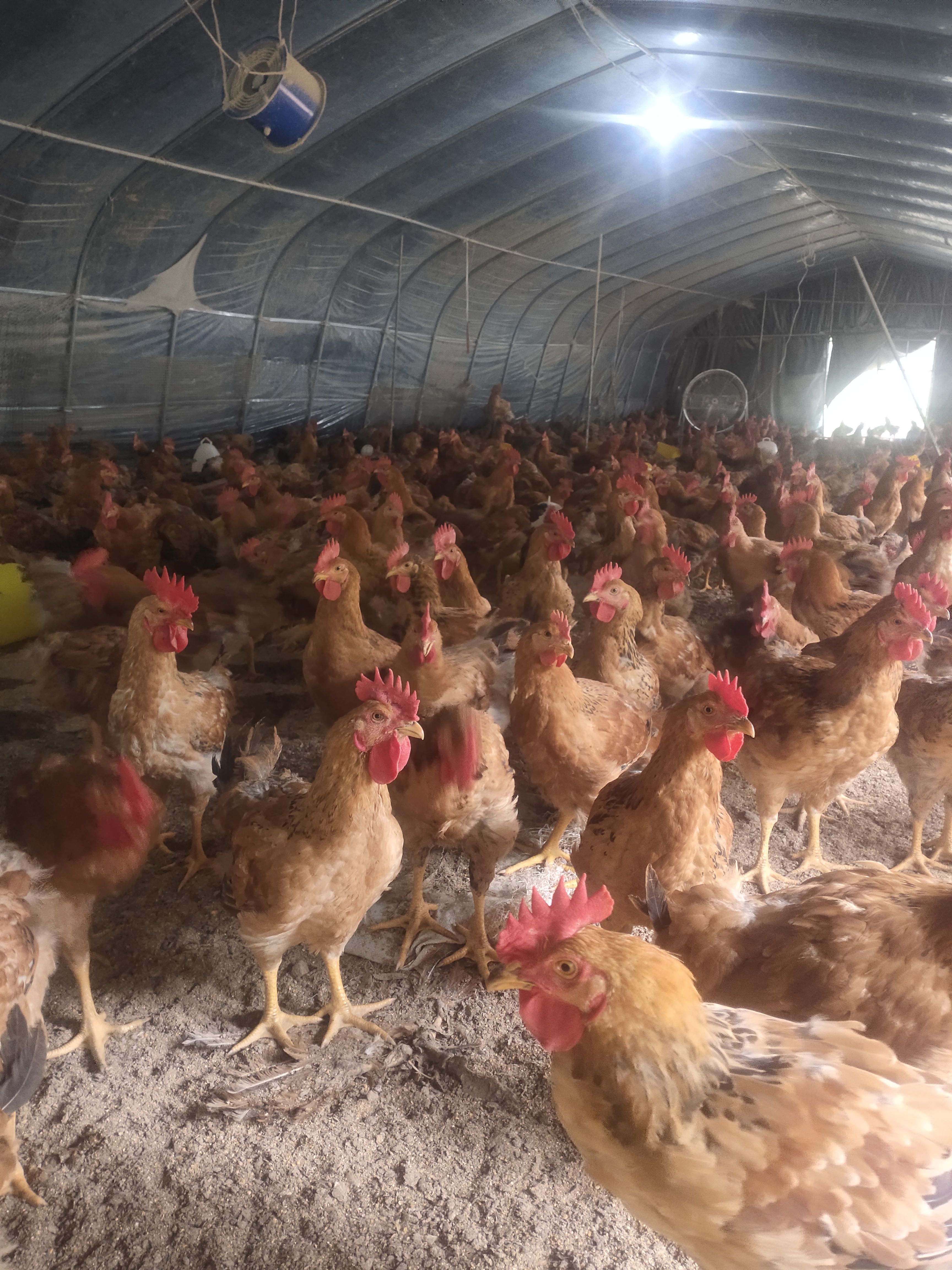 优质散养公鸡出售