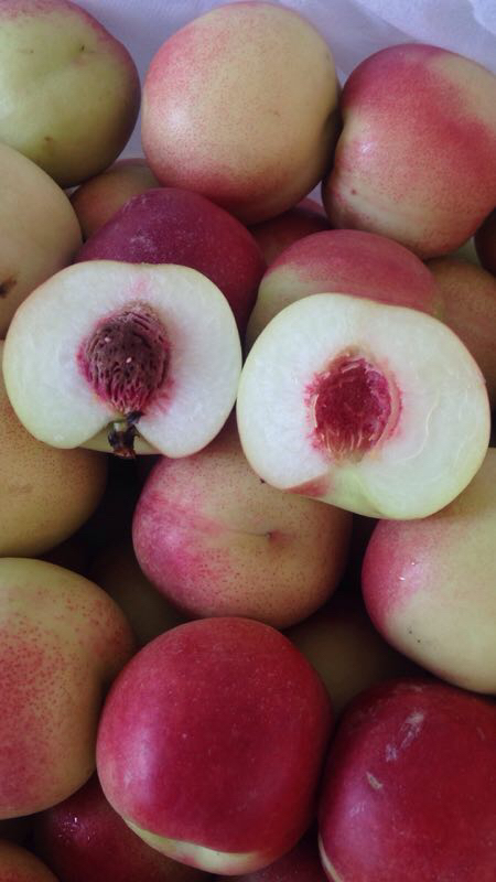 珍珠枣油桃苗 枣油桃3号苗 离核高糖丰产抗蚜虫