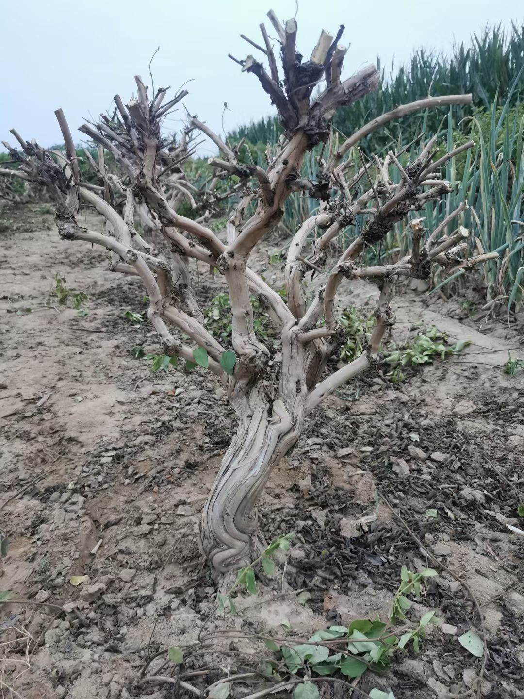 巨花一号金银花苗 四季金银花树忍冬科花期长产量大