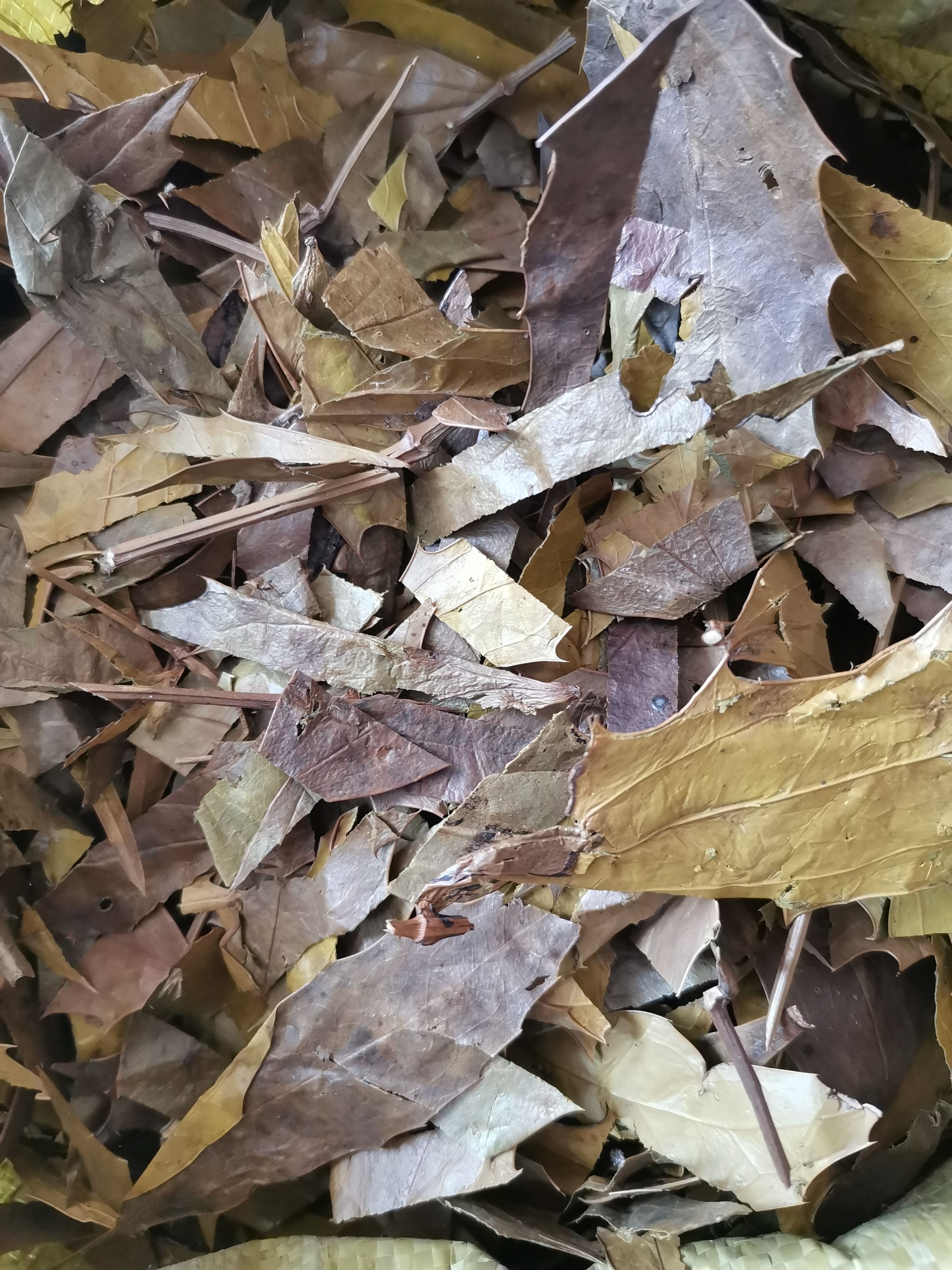 功劳叶 十大功劳叶【假一赔十】十大功劳木