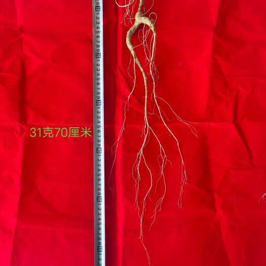 靖宇县林下参 刚的宝贝2023年每棵320元