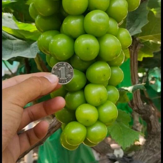 葫芦岛阳光玫瑰