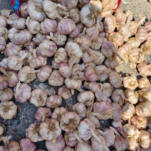 中牟县中牟紫皮大蒜，长年大量供应，需要的客商联系我，诚信第一