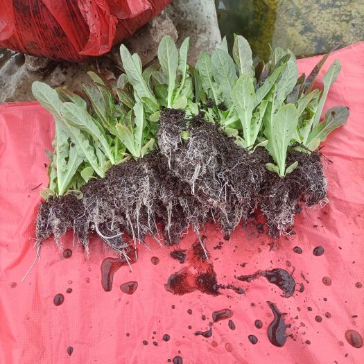 通海县尖叶紫莴笋苗