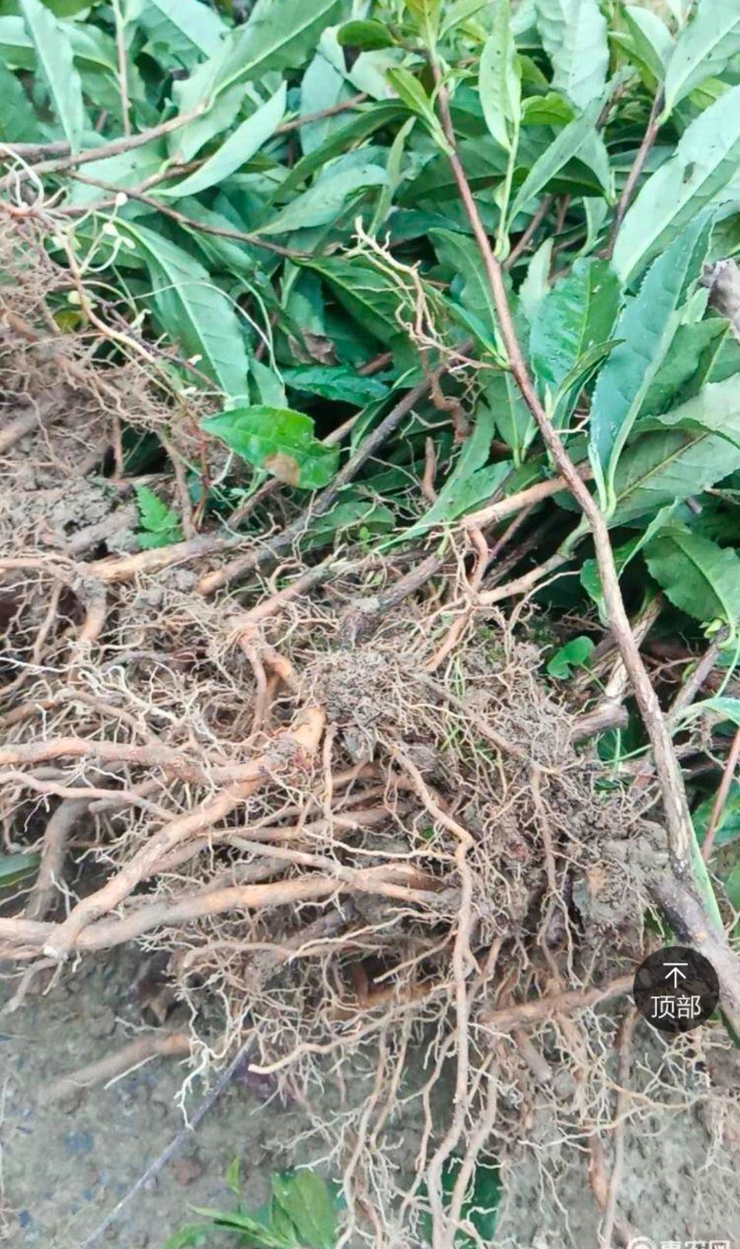 久久回味，秒品人生。湖南保靖黄金2号茶叶苗大量出售