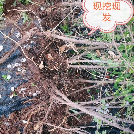 永登县甘肃苦水食用玫瑰花苗  适用园林工程地栽盆栽