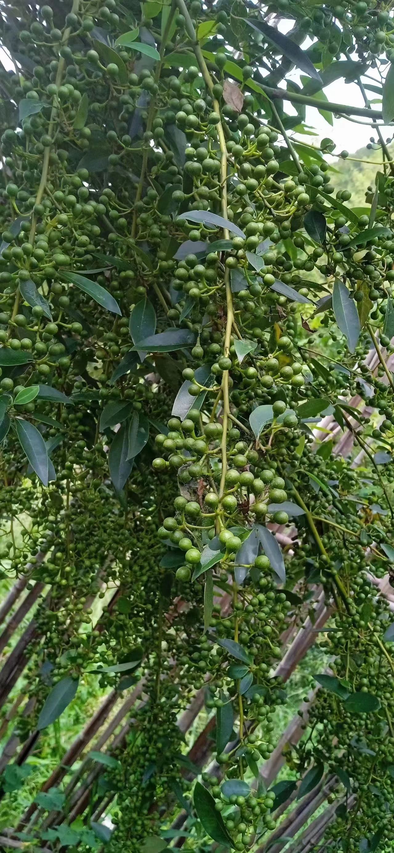 云南怒江傈僳族自治州