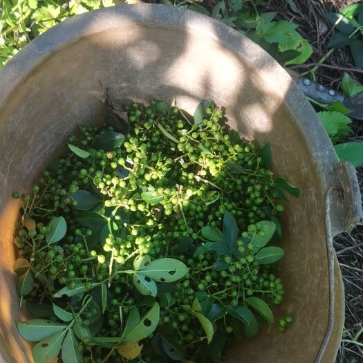 贞丰县青花椒
