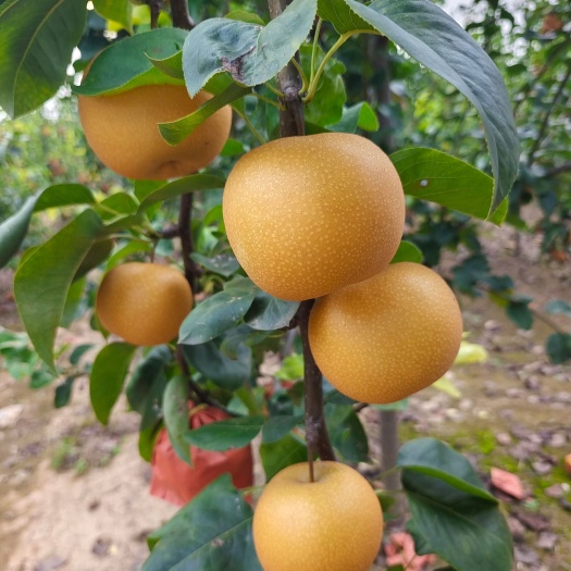 单县晚秋黄梨   山东秋月梨