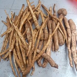 昆明正宗马刺根，
