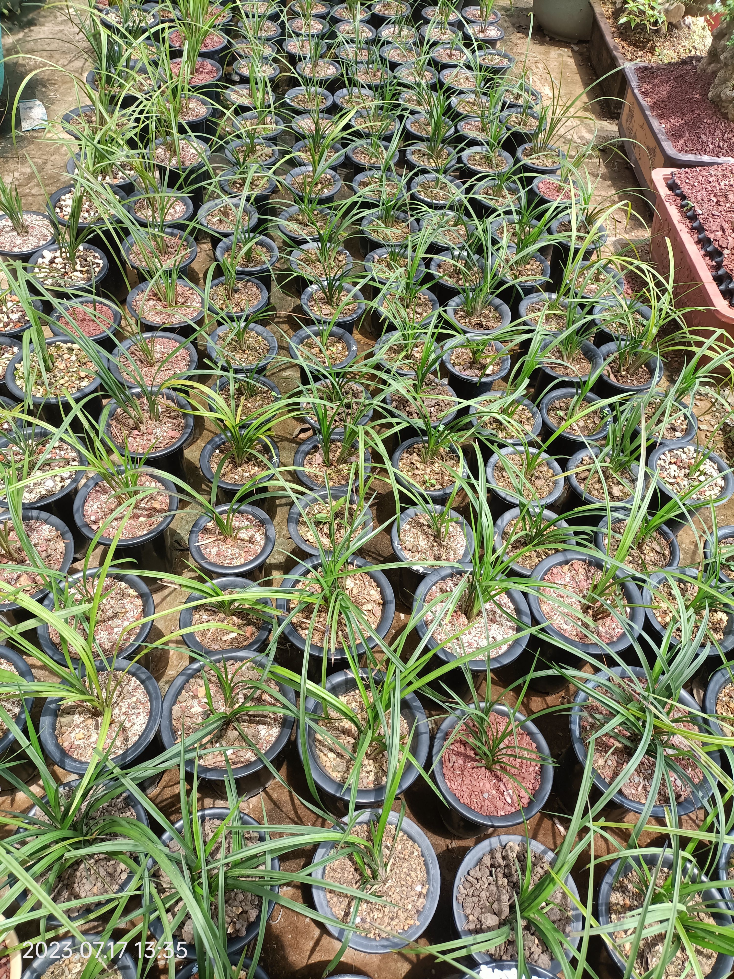 送春龙根自养3年苗