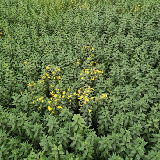 东营菊芋秸秆