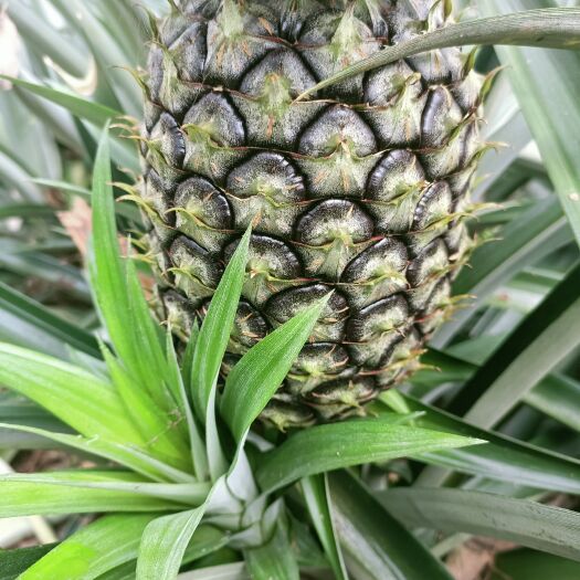 芒市云南德宏菠萝