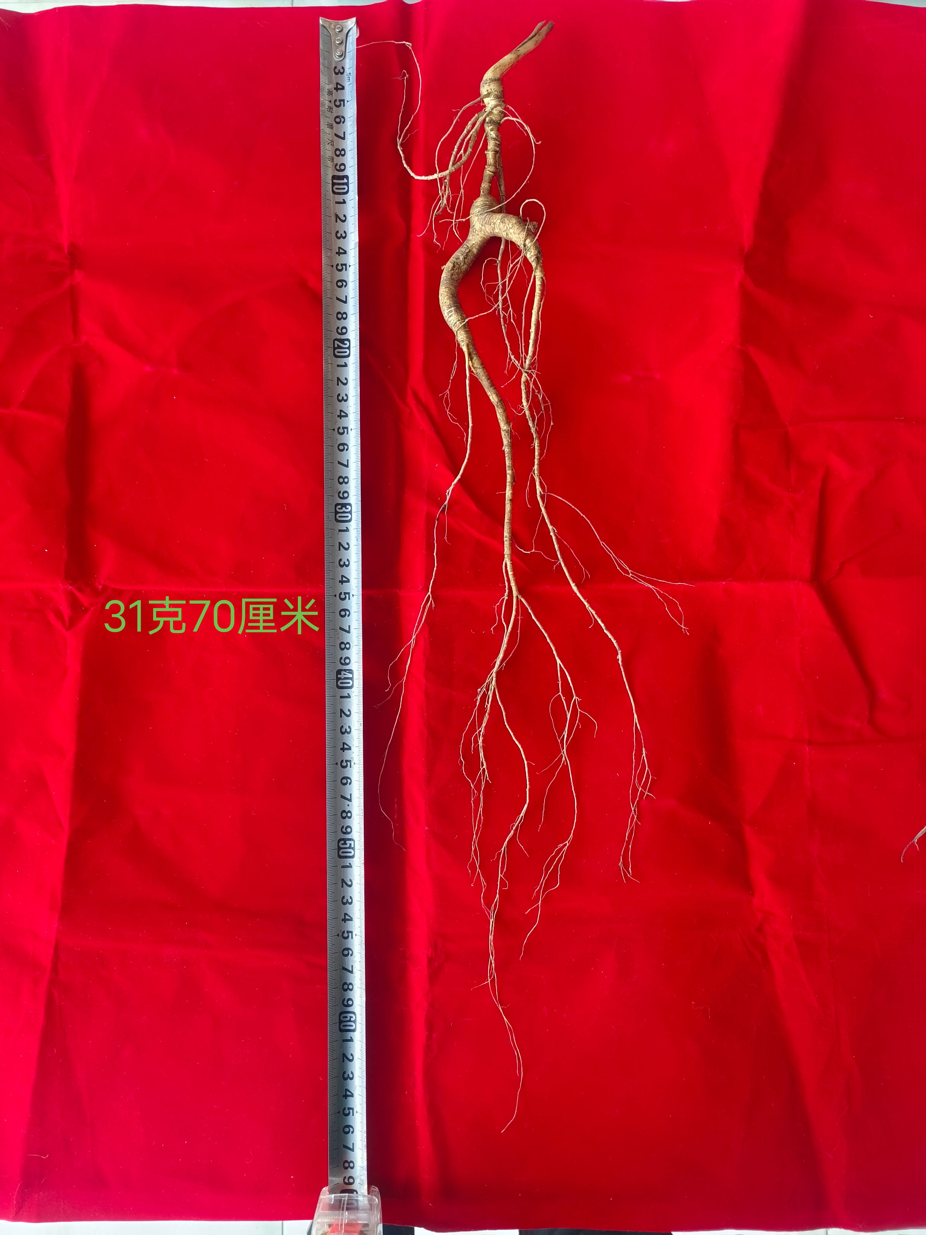 林下参 刚的宝贝2023年每棵320元