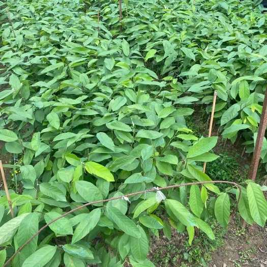 揭阳凤梨释迦小杯苗(带10×10的营养杯)