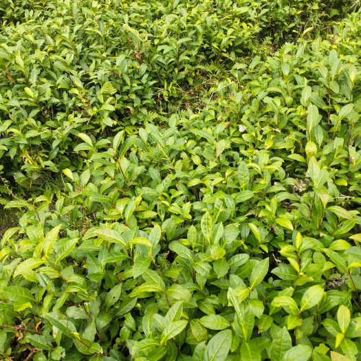 久久回味，秒品人生。湖南保靖黄金2号茶叶苗大量出售