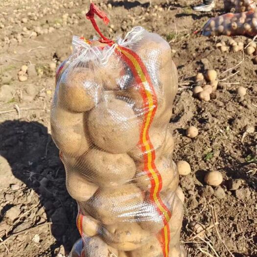 扶余市大量供应土豆