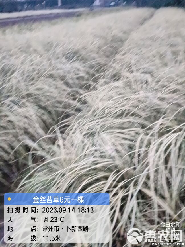 金丝苔草