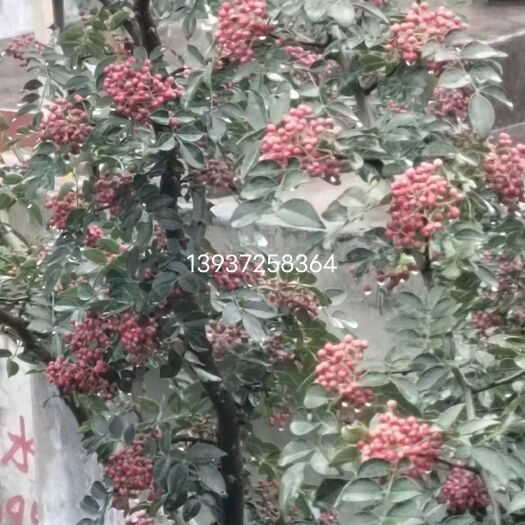 安阳县太行山十里乡花椒，香，麻，鲜，有机优质
