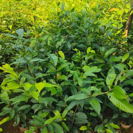 九江青冈栎杯苗