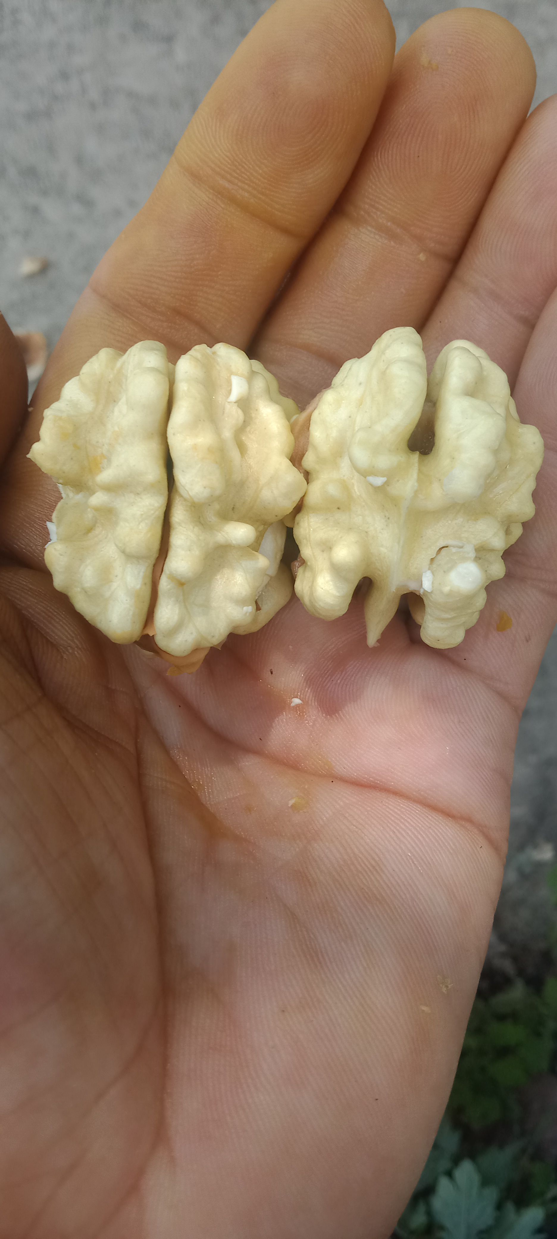 青皮核桃