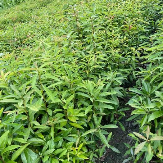 九江木荷地苗，杯苗。