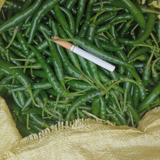 安龙县精品青米朝天椒