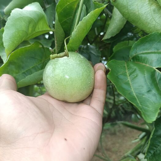 遂溪县黄金百香果